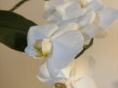 Trys orchidejos - nuotraukos Nr. 8