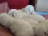 Kilmingi Ragdoll veislės kačiukai - nuotraukos Nr. 6