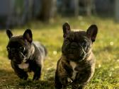 Kilminga ir ypatinga prancūzų buldogų mergaitė! - nuotraukos Nr. 5