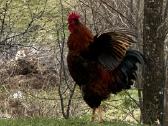 Parduodami gaidžiai - nuotraukos Nr. 2