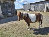 Ponis, kumelaitė