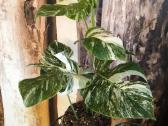 Monstera Albo variegata - nuotraukos Nr. 2