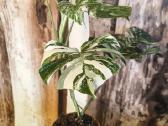Monstera Albo variegata