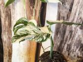 Monstera Albo variegata - nuotraukos Nr. 3