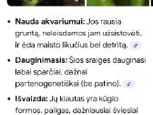 Malaizijos sraigės - nuotraukos Nr. 3