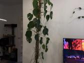 Monstera deliciosa