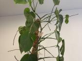 Monstera deliciosa - nuotraukos Nr. 2