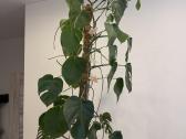 Monstera deliciosa - nuotraukos Nr. 3