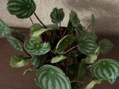 Arbūzinė peperomija peperomia - nuotraukos Nr. 2