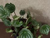 Arbūzinė peperomija peperomia - nuotraukos Nr. 3