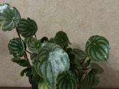 Arbūzinė peperomija peperomia