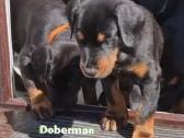 Dobermanu šuniukai gime2026.01.28