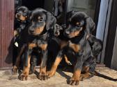 Dobermanu šuniukai gime2026.01.28 - nuotraukos Nr. 10