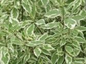 Sedula baltoji "Elegantissima"
