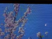 LG Oled65bx3lb naudotas televizorius - nuotraukos Nr. 4