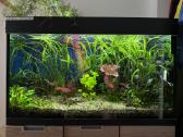 Akvariumas su viskuo - nuotraukos Nr. 2