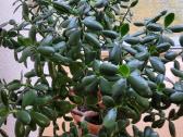 Storalapis (lot.crassula)-pinigų medis - nuotraukos Nr. 5