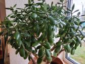 Storalapis (lot.crassula)-pinigų medis - nuotraukos Nr. 4