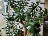 Storalapis (lot.crassula)-pinigų medis - nuotraukos Nr. 2