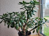 Storalapis (lot.crassula)-pinigų medis - nuotraukos Nr. 3