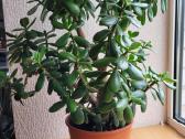 Storalapis (lot.crassula)-pinigų medis