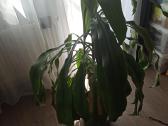 Kvapnioji dracena