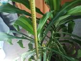 Kvapnioji dracena - nuotraukos Nr. 2