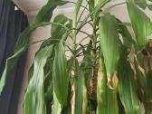 Kvapnioji dracena - nuotraukos Nr. 3