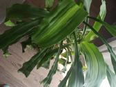Kvapnioji dracena - nuotraukos Nr. 4