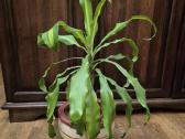 Kambarine gele "dracena'.80cm. - nuotraukos Nr. 2