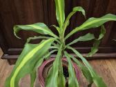 Kambarine gele "dracena'.80cm. - nuotraukos Nr. 3