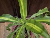 Kambarine gele "dracena'.80cm. - nuotraukos Nr. 3