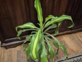 Kambarine gele "dracena'.80cm. - nuotraukos Nr. 4