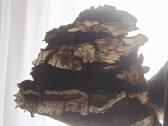 Čaga (Chaga )