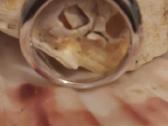 585 6.59 gr Kohinoor žiedas su 0.41 ct briliantais - nuotraukos Nr. 9