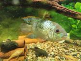 Parduodama žuvis Mėlynoji akara Electric Blue - nuotraukos Nr. 2