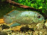 Parduodama žuvis Mėlynoji akara Electric Blue