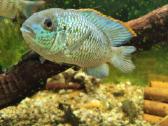Parduodama žuvis Mėlynoji akara Electric Blue - nuotraukos Nr. 3