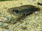 Parduodamos žuvys Channa pulchra - nuotraukos Nr. 3