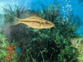 Parduodamos žuvys Dimidiochromis compressiceps