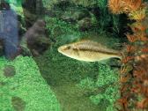 Parduodamos žuvys Dimidiochromis compressiceps - nuotraukos Nr. 3