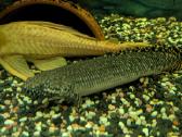 Parduodama žuvis Polypterus ornatipinnis