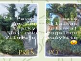 Ieškau aplinkos tvarkymo darbo