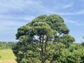 Gyvatvorių karpymas, formavimas - nuotraukos Nr. 11