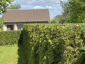 Gyvatvorių karpymas, formavimas - nuotraukos Nr. 5