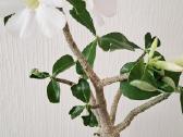 Gėlės. Dykumų rožės, adenium, žydintys bonsai. - nuotraukos Nr. 3