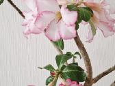 Gėlės. Dykumų rožės, adenium, žydintys bonsai. - nuotraukos Nr. 4