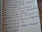Sekulentas 'Šreko ausys' - nuotraukos Nr. 17