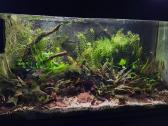 Akvariumo Augalai - Cryptocoryne sp.
