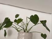 Monstera deliciosa